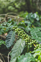 Coffee green cherries , coffee beans ripening on coffee tree
