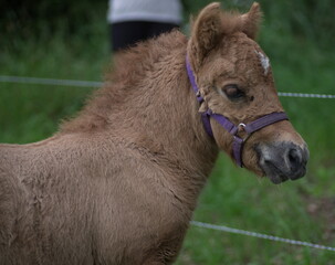 foal of a pony