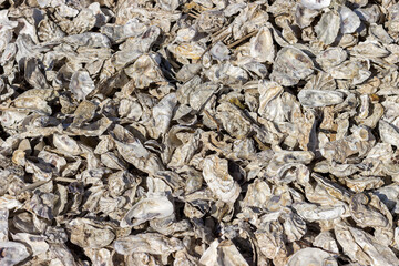 A seashore littered with storm-cast oyster shells.