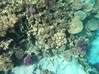 Reef with lots of colorful corals and lots of fish in clear blue water in the Red Sea near Hurgharda, Egypt