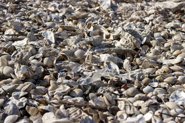 A seashore littered with storm-cast oyster shells.