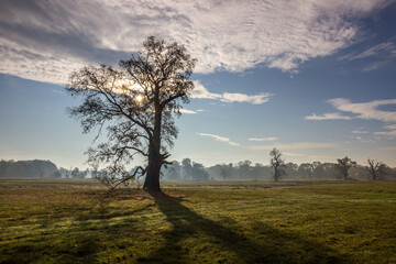 Fototapeta na wymiar lonely oak in the field at sunset