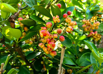 Euonymus japonicus thunb (Evonym-do-Japão) is a species of plant in the family Celastraceae, native to Japan, Korea and China.