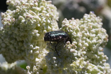 beetle on a flower