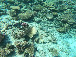 Reef with lots of colorful corals and lots of fish in clear blue water in the Red Sea near Hurgharda, Egypt