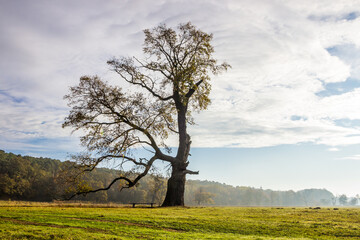 Fototapeta na wymiar lonely oak in the field at sunset