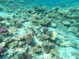 Reef with lots of colorful corals and lots of fish in clear blue water in the Red Sea near...