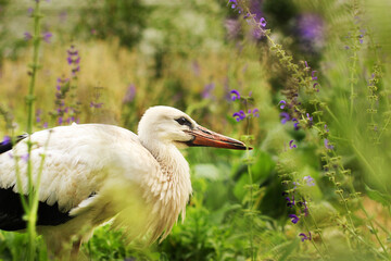 Stork in the garden. Ciconia. Big beautiful bird close up