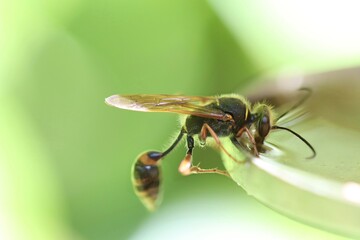 fly on leaf