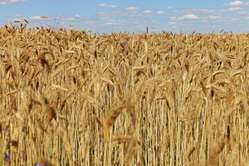Rural landscape, cereals harvest - Golden ripe wheat ears on endless field in summer day against a blue sky with white clouds on the horizon, rural life nature landscape