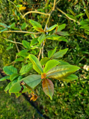 Its scientific name is Pereskia aculeata, but we can call it Ora-pro-nóbis. Ora-pro-nóbis is a type of PANC (Non Conventional Food Plants). That is, they are plants with food potential and spontaneous