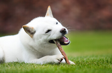 hokkaido dog chewing food antler