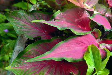 hojas lindas en color rosa y verde