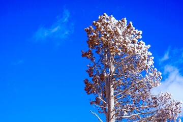 Trees in the winter