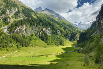 Fototapeta na wymiar Talschluss mit Almkühen auf einer Kuhweide in Tirol