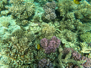 Reef with lots of colorful corals and lots of fish in clear blue water in the Red Sea near...
