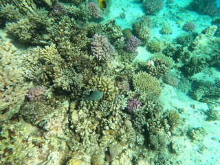 Reef with lots of colorful corals and lots of fish in clear blue water in the Red Sea near...