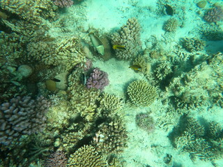 Reef with lots of colorful corals and lots of fish in clear blue water in the Red Sea near Hurgharda, Egypt