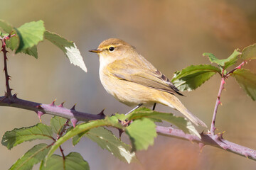 Common Chiffchaff (Phylloscopus collybita) perching on a bramble in spanish river