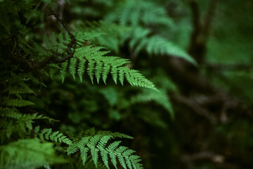 green fern leaves among tree roots in the forest
