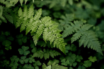 Close up green fern leaves