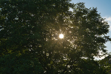 Fototapeta na wymiar Großer, alter Walnussbaum im Sommer durch den die Sonnenstrahlen scheinen, Kraft der Natur