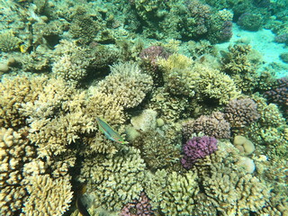 Reef with lots of colorful corals and many fishes, Thalassoma rueppellii in the clear blue water of the Red Sea near Hurgharda, Egypt