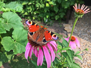 Butterfly Peacock Eye drinks Echinacea nectar.  The butterfly is in focus, and the background is blurred intentionally.