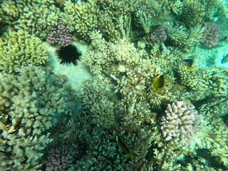 Obraz premium Reef with lots of colorful corals and lots of fish in clear blue water in the Red Sea near Hurgharda, Egypt