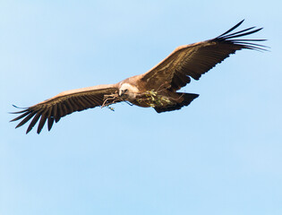 Griffon Vulture (Gyps fulvus) flying with nest material over river Tajo at Monfrague National Park with blue sky background