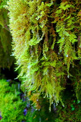 Moss on the rock after the rain. The canyon of the river Khodz. Adygea. Northern Caucasia. July 2020