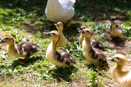 Group of ducklings in a garden.