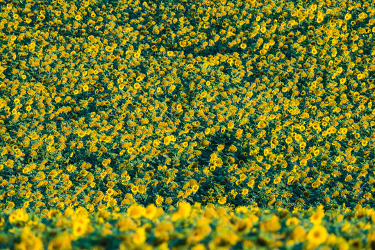 Mur de tournesols