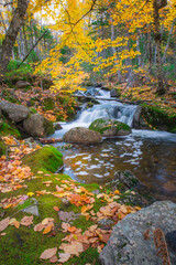 Fototapeta na wymiar Tranquil forest scenery of autumn fall foliage colors with water stream inside Cape Breton Highlands National Park. Franey Mountain Trail. Autumn colors of Cape Breton, Nova Scotia