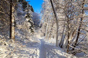 Mellonlahti nature trail, winter view, Imatra, Finland