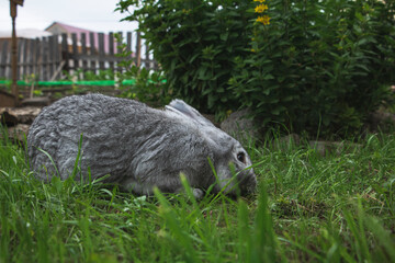 A grey rabbit sits on the green grass