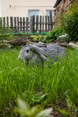 A grey rabbit sits on the grass with its ears down and looks at the camera