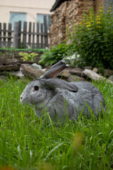 A grey rabbit sits on the green grass with its ears raised