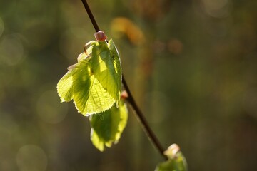 April morning in the forest, fresh leaves illuminated by light