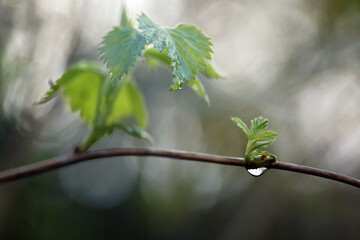 April morning in the forest, fresh leaves and raindrops, closeup