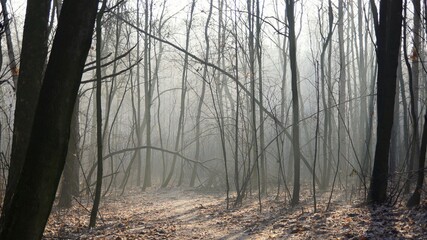 December in the forest, misty morning among leafless trees