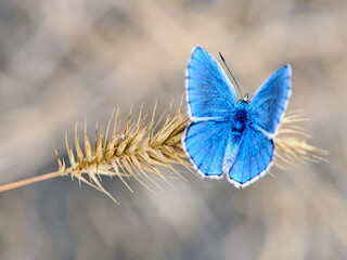 Common Blue Butterfly - Polyommatus icarus Female underside on steppe spikelet