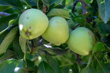 Fresh apple tree in garden, Isparta / Turkey