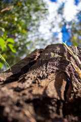 tree trunk with moss