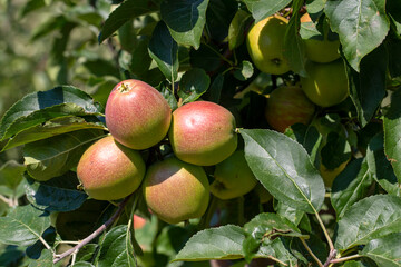 Fresh apple tree in garden, Isparta / Turkey