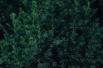  Decorative dark green spruce close-up.Green background