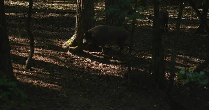 A herd of wild boar walks in the forest