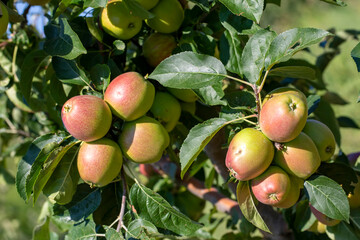 Fresh apple tree in garden, Isparta / Turkey