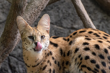 Serval cat