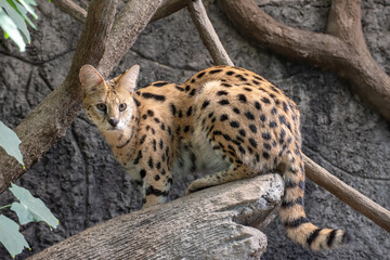 Serval cat